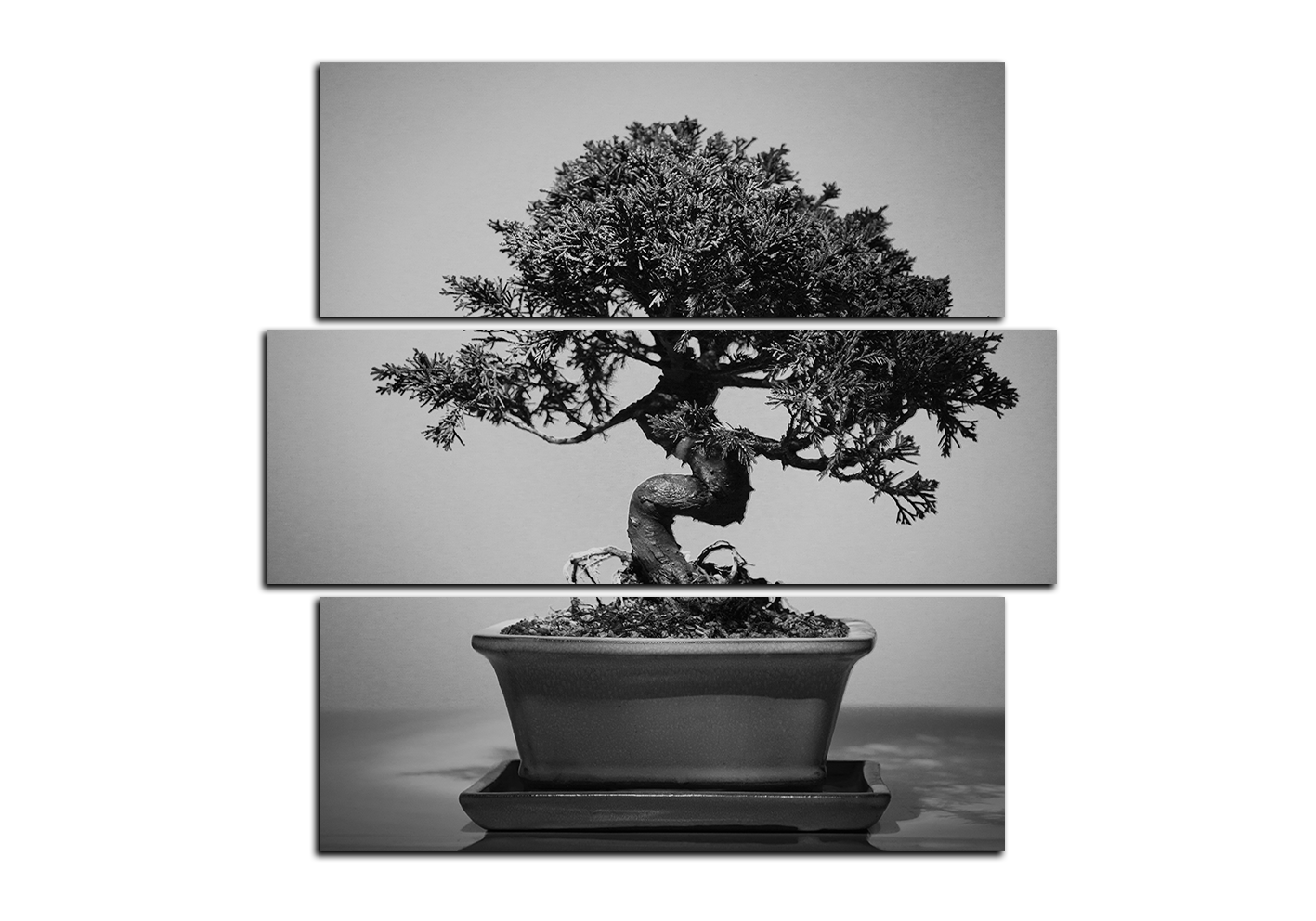Obraz na plátně - Bonsai - čtverec Obraz na plátně - Bonsai - čtverec